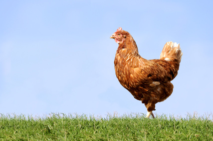 Nutztierpraxis - Geflügel