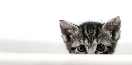 Hausbesuche vom Tierarzt