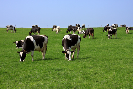 Pferdepraxis - Allgemeinmedizin