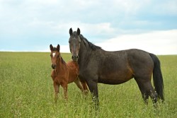 Kleintierpraxis Wiese - Stationäre Aufnahme