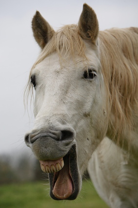 Pferdepraxis Zahnmedizin, Diagnostik und Korrektur
