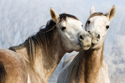 Pferdepraxis - Allgemeinmedizin