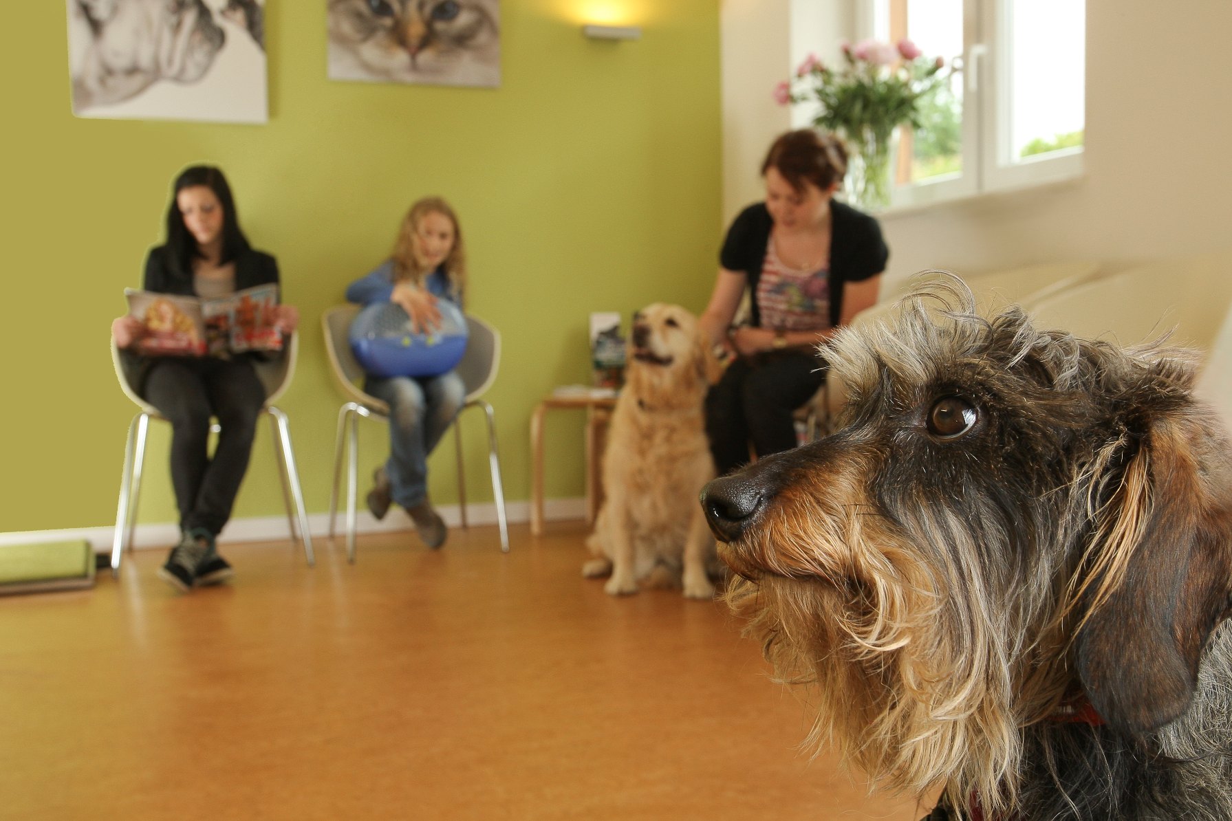 Tierarztpraxis Wiese - Wartezimmer