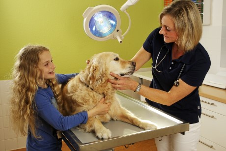 Kleintierpraxis Wiese - Allgemeine Behandlungen