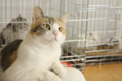 Kleintierpraxis Wiese - Stationäre Aufnahme