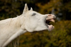 pferdepraxis zahnmedizin,-diagnostik-und-korrektur